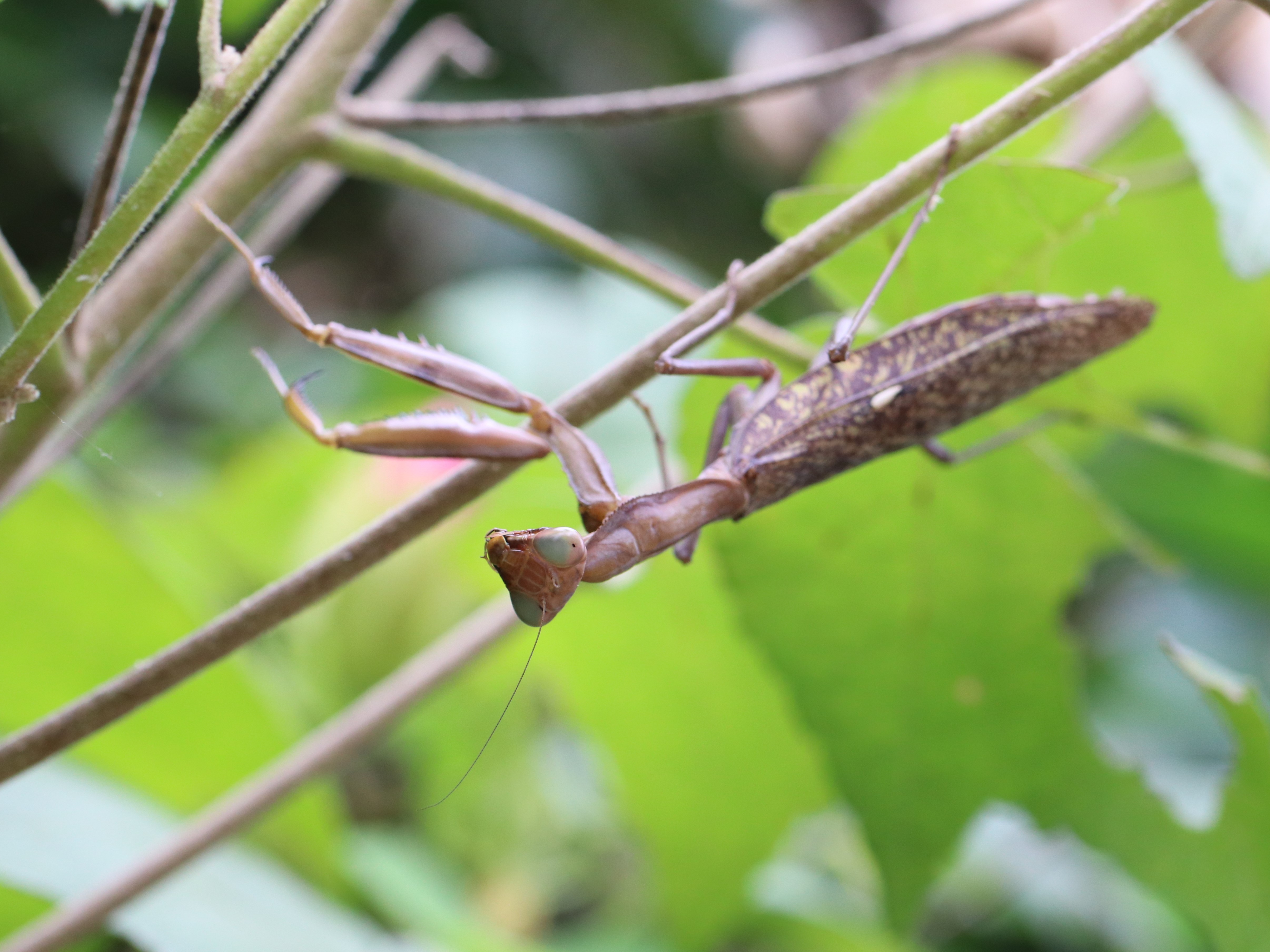 ハラビロカマキリ5